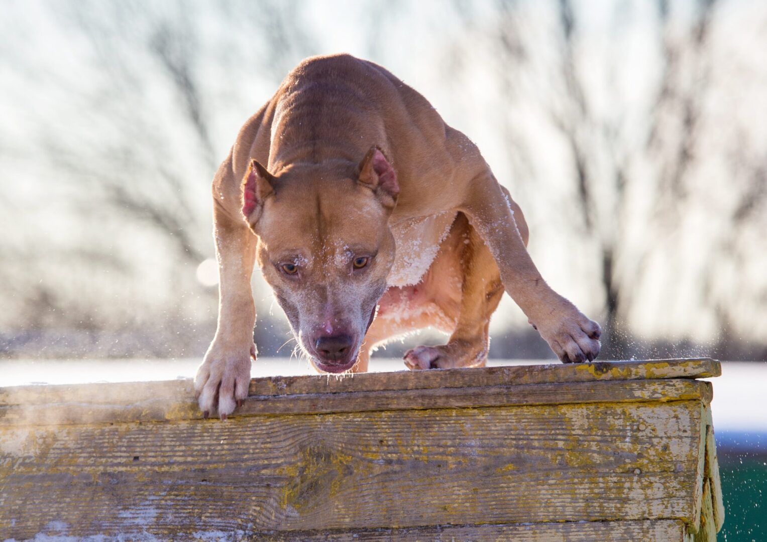 American Pit Bull Terrier