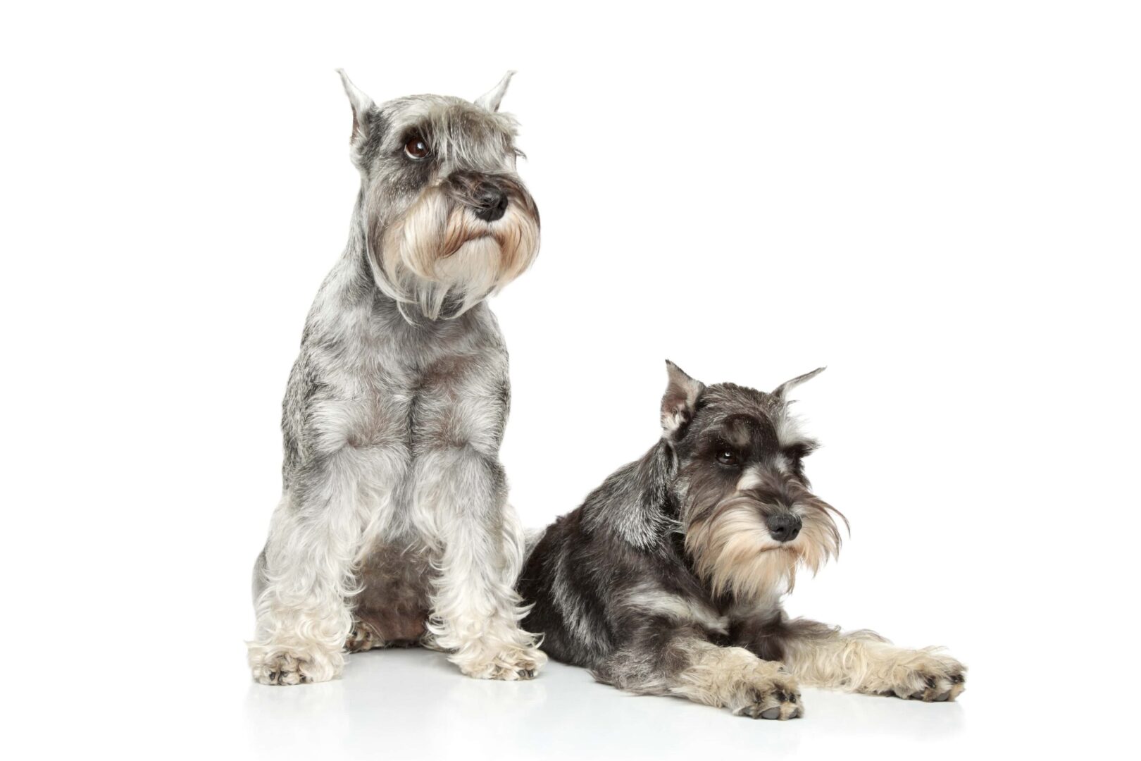 Schnauzers