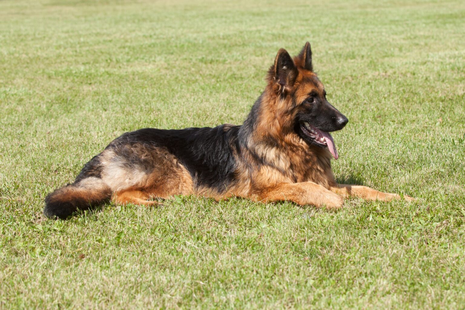 35 Dog Breeds with Spotted Tongues (Detailed Information) Simply For Dogs