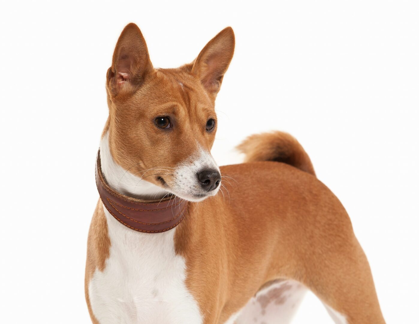 Basenji