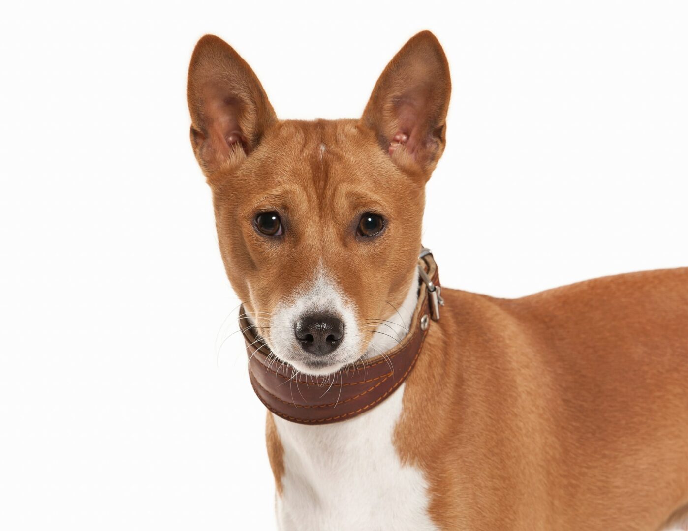 Basenji