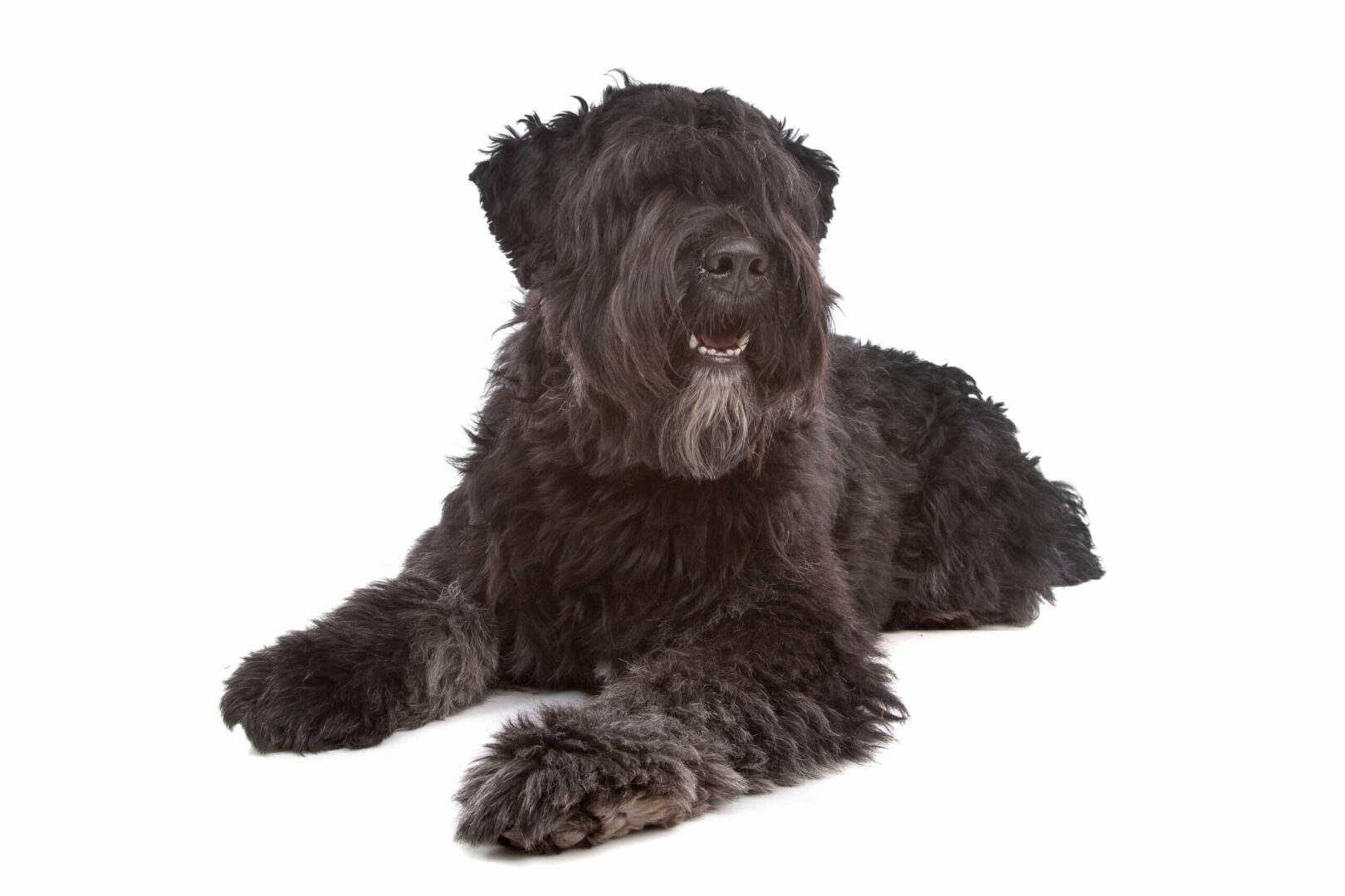 Bouvier de Flandres