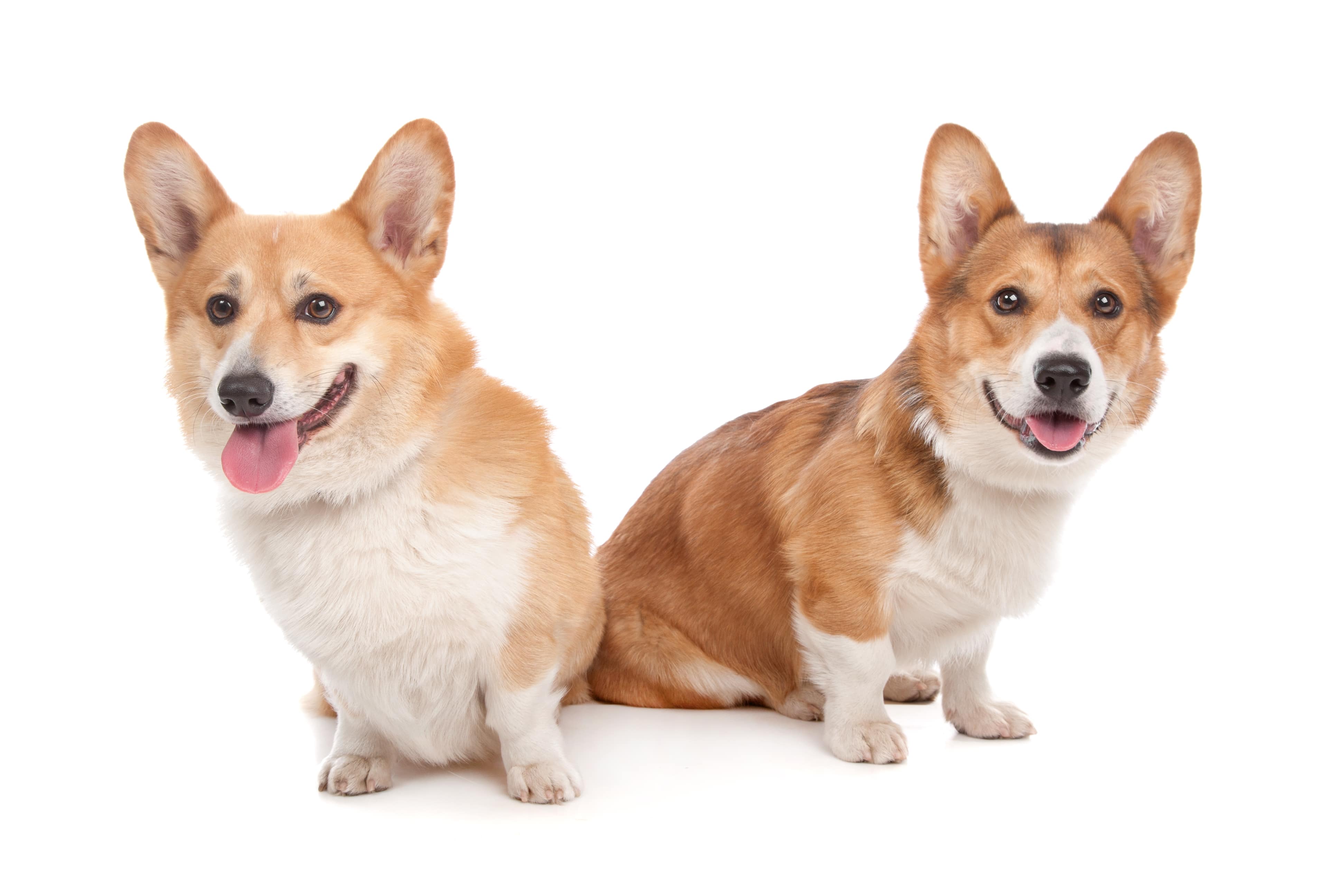 Pembroke Welsh Corgi