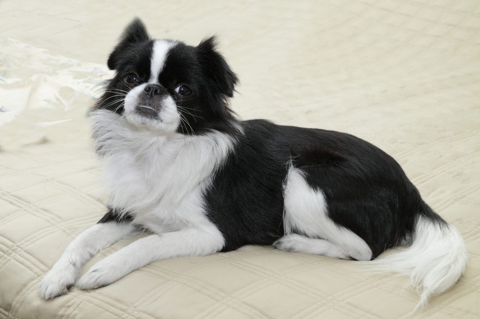 The Japanese Chin