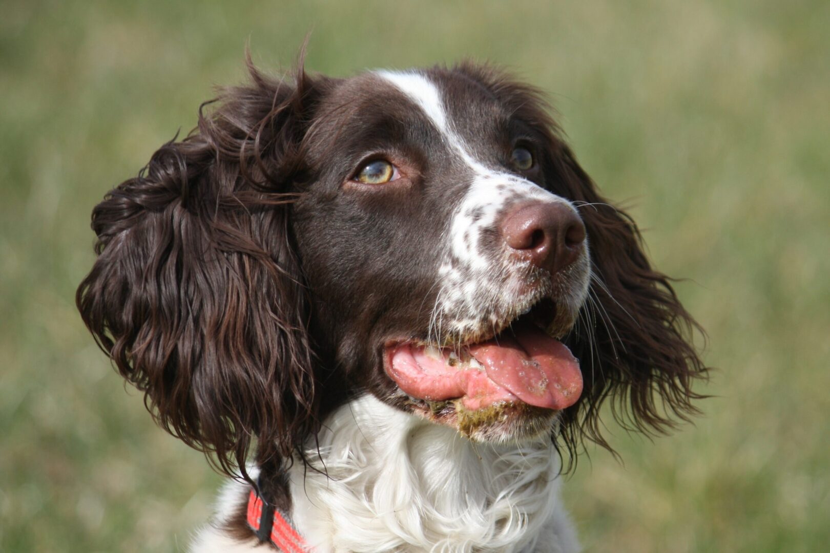 Field Spaniel