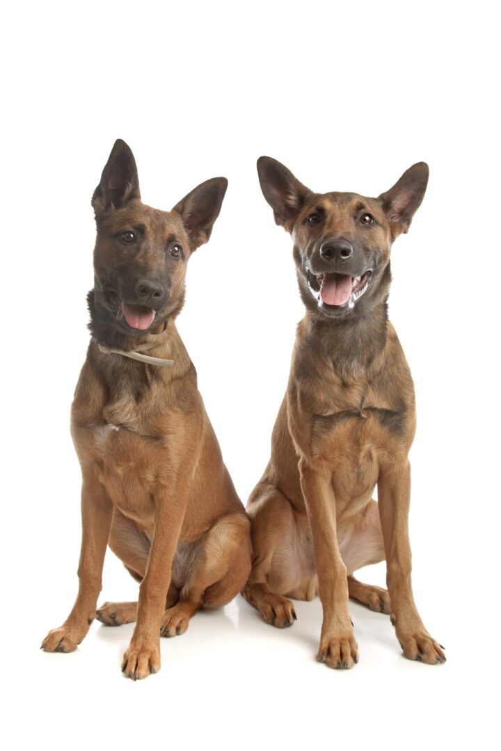 Belgian Malinois