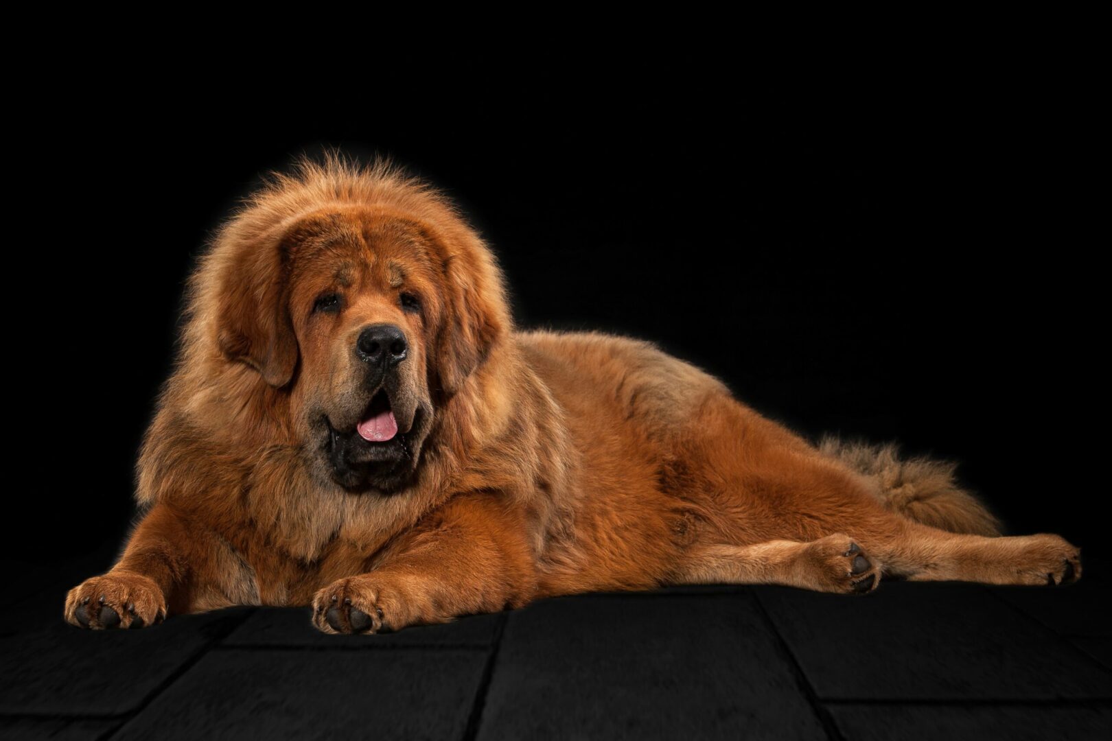 Tibetan Mastiff