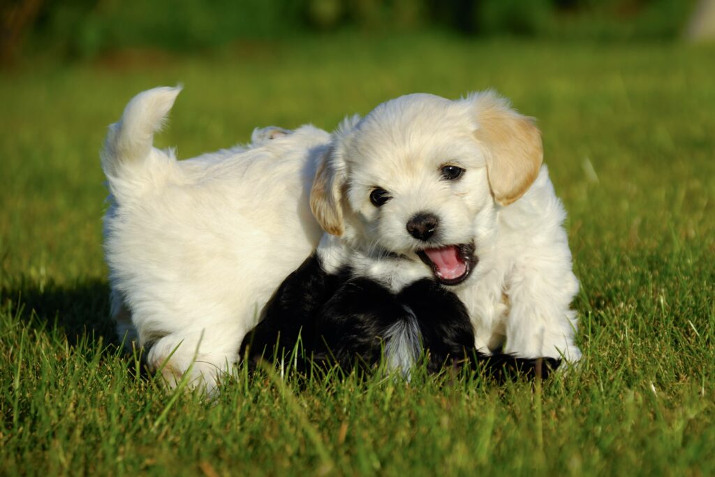 Canines can lose child teeth as well
