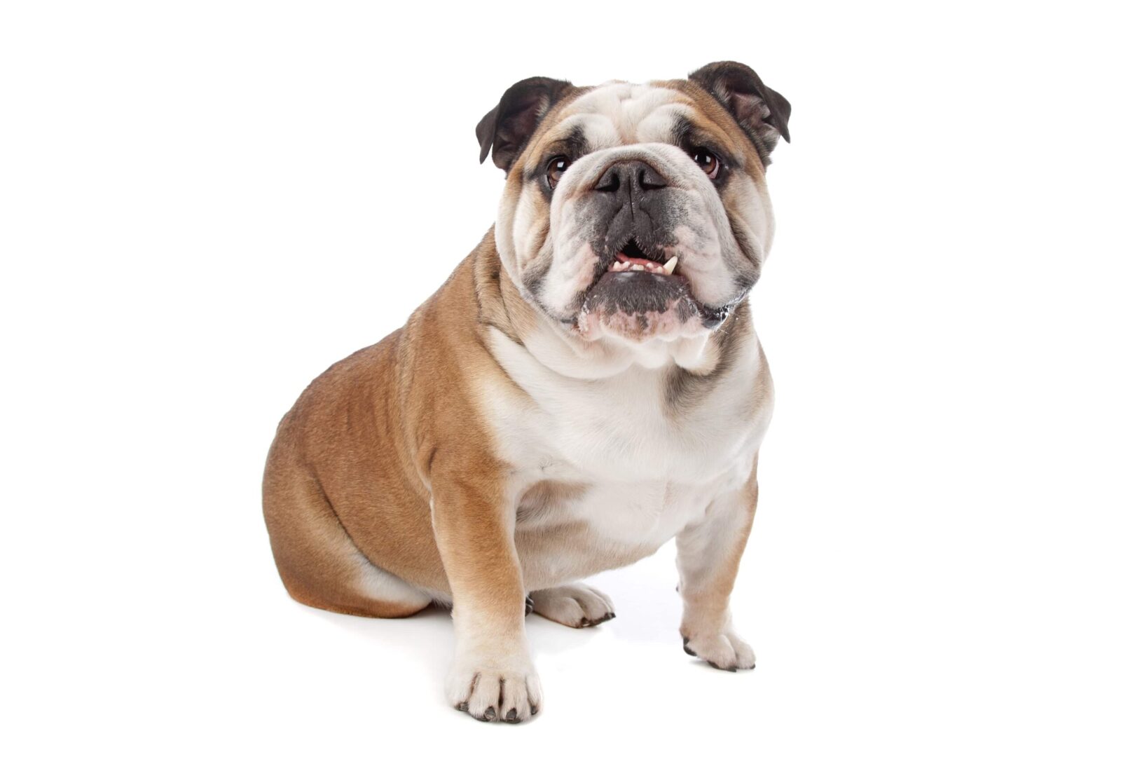 English Bulldog