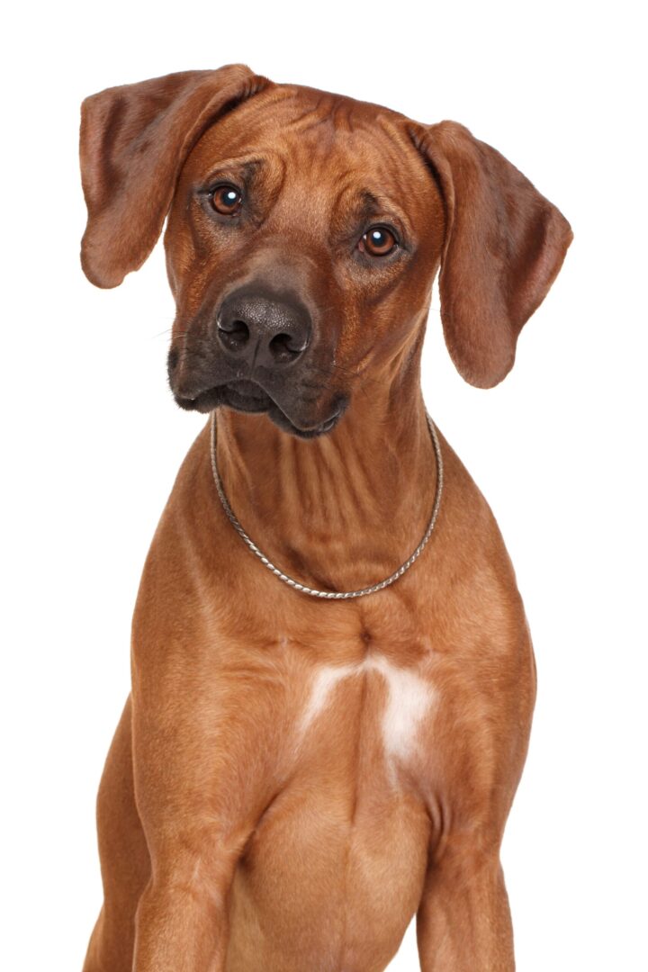 Rhodesian Ridgeback