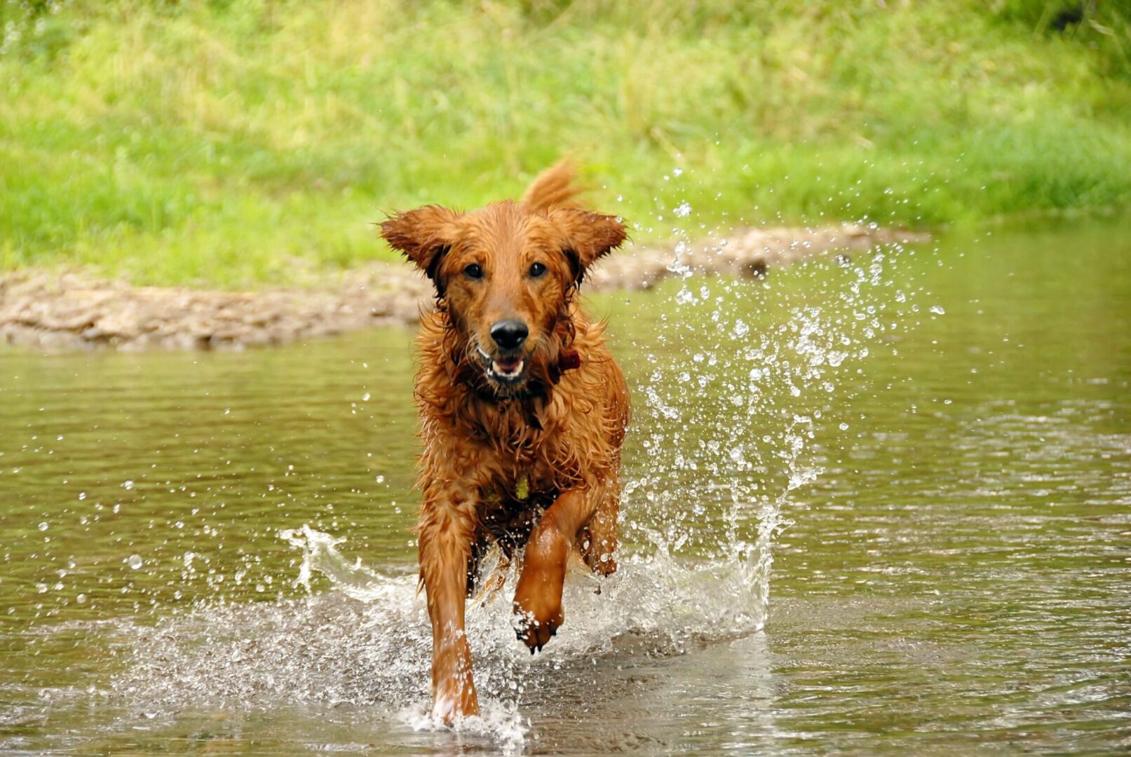 Water dogs