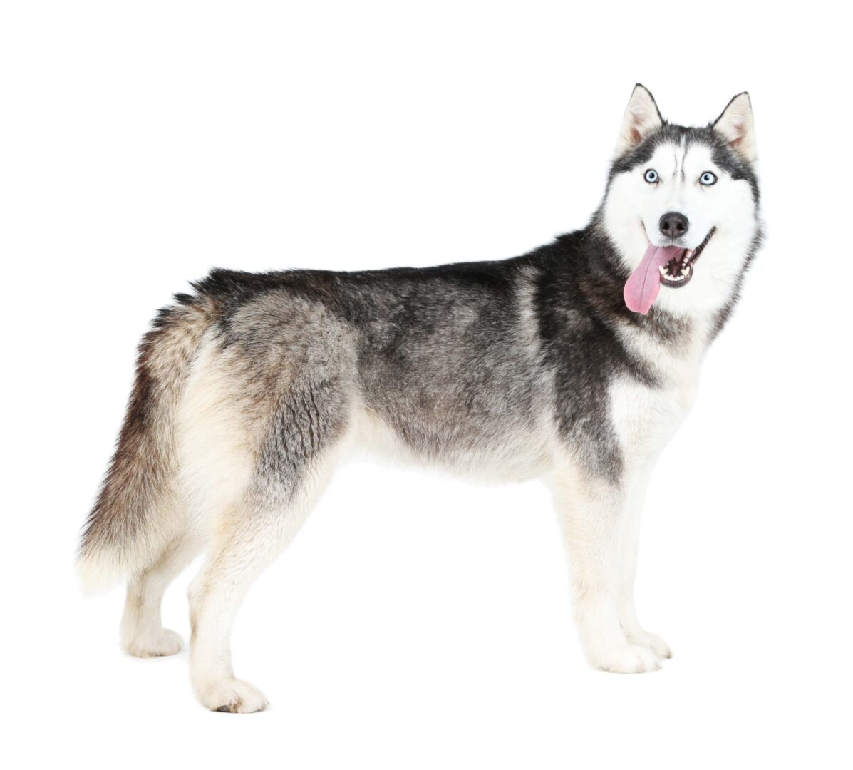 Siberian Husky