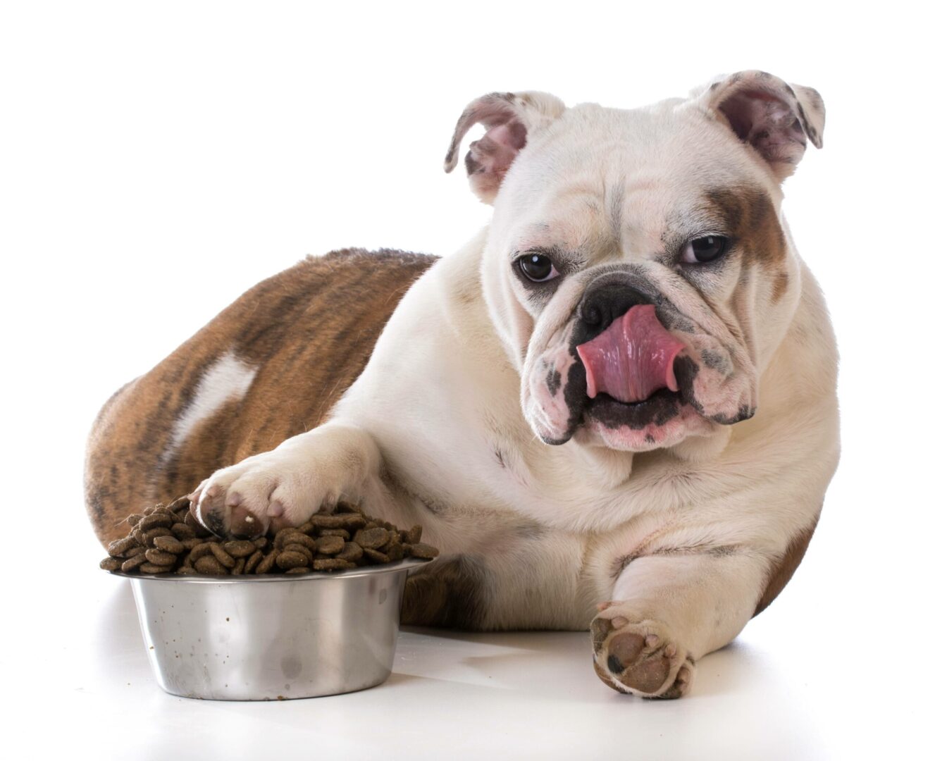 Supplement Your Dog’s Diet