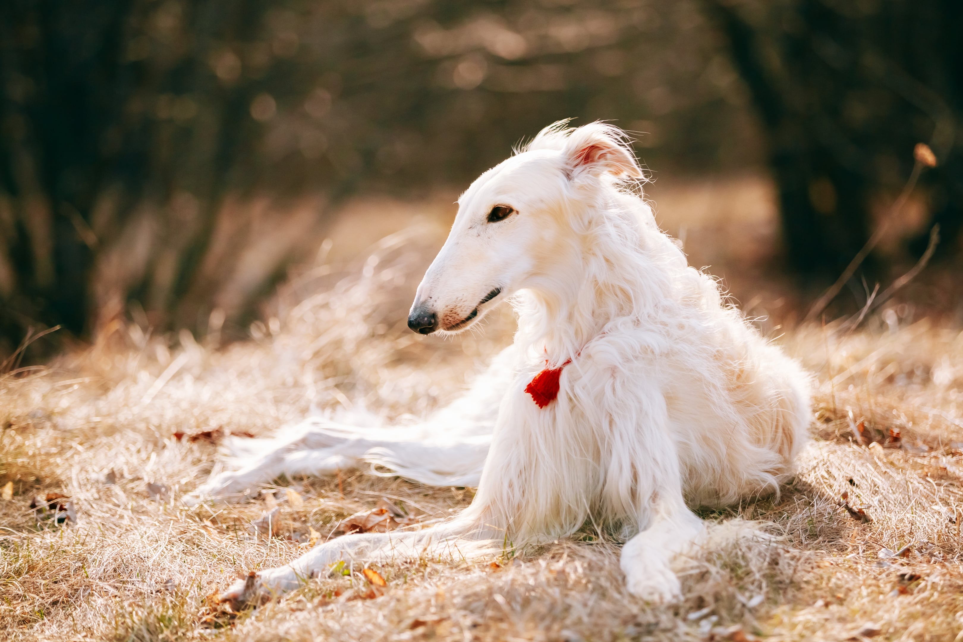 Borzoi