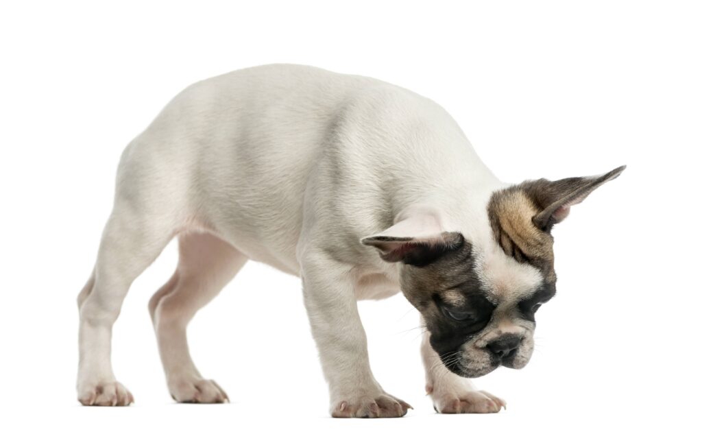 types of dog throw up