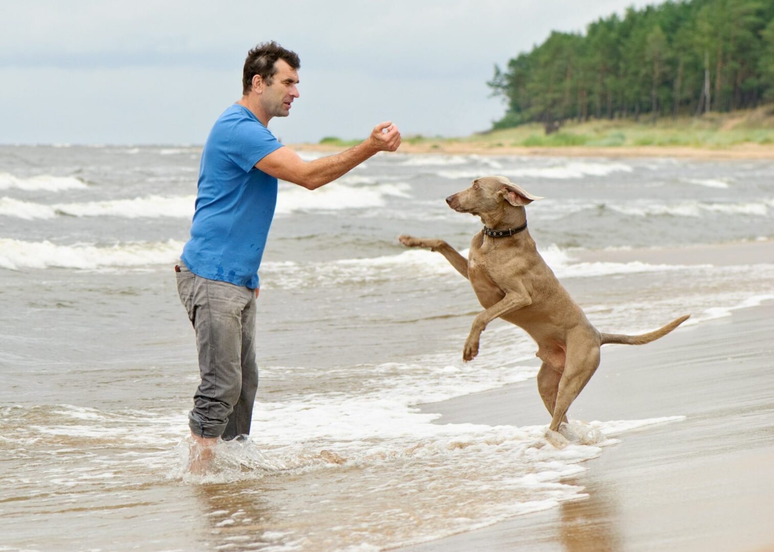 Dog Trainer Salary California