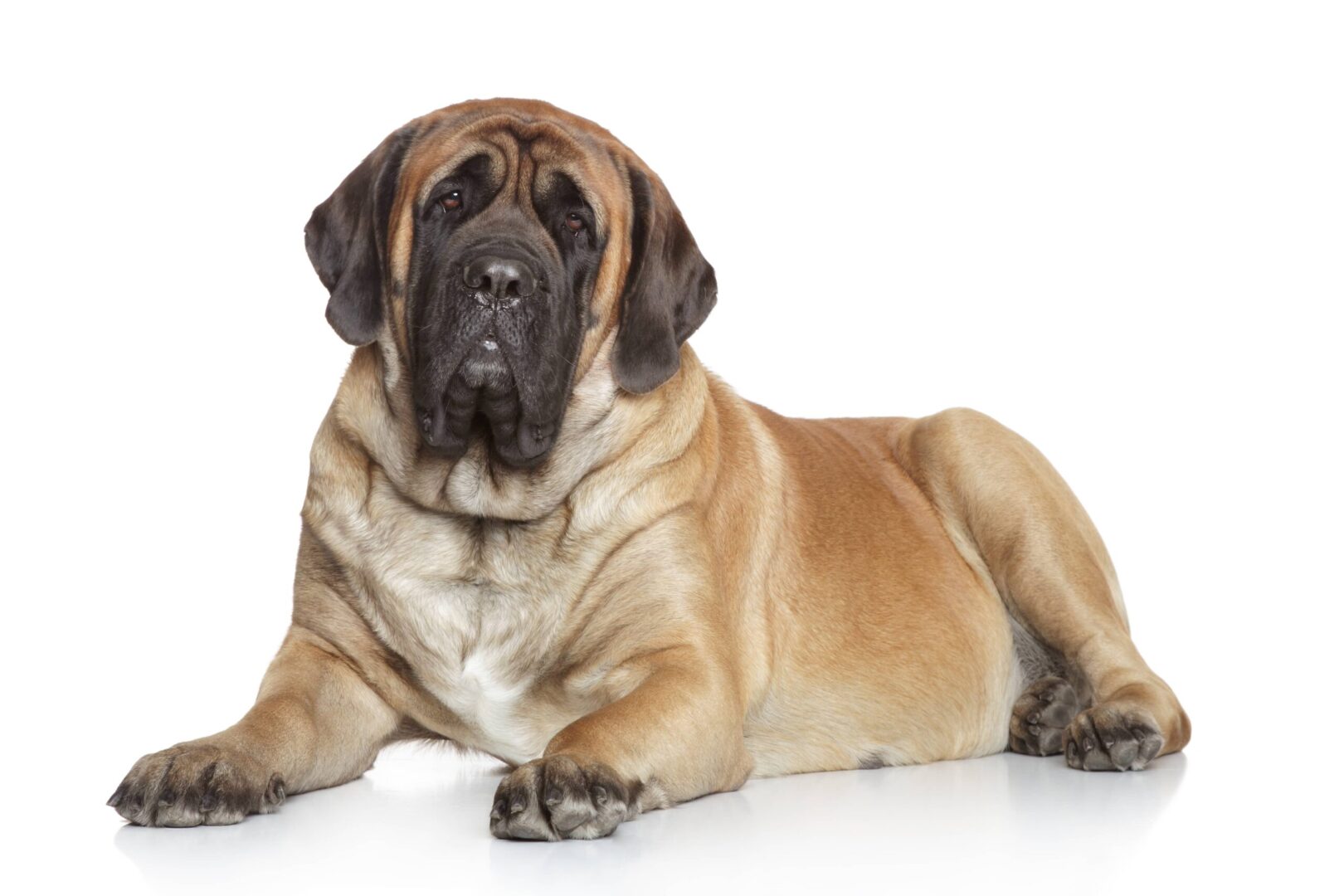 Mastiff