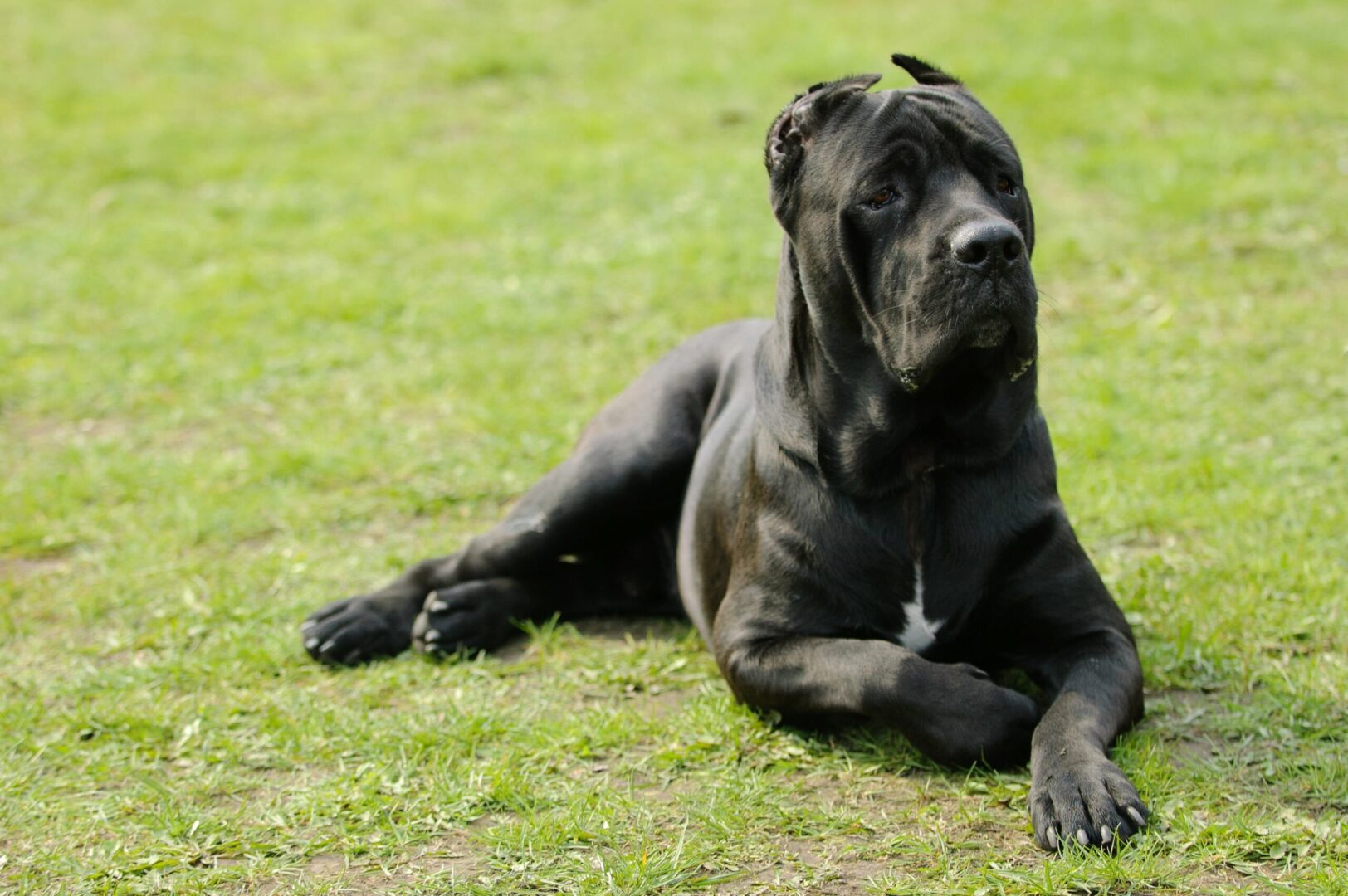 Cane Corso