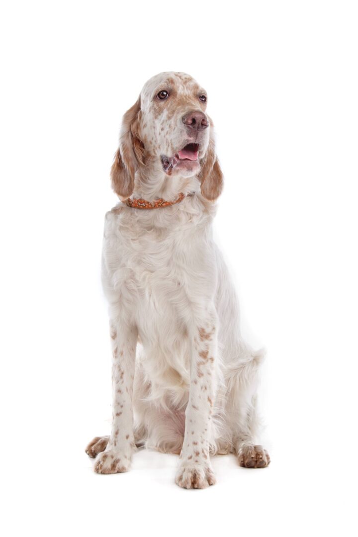 English Setter