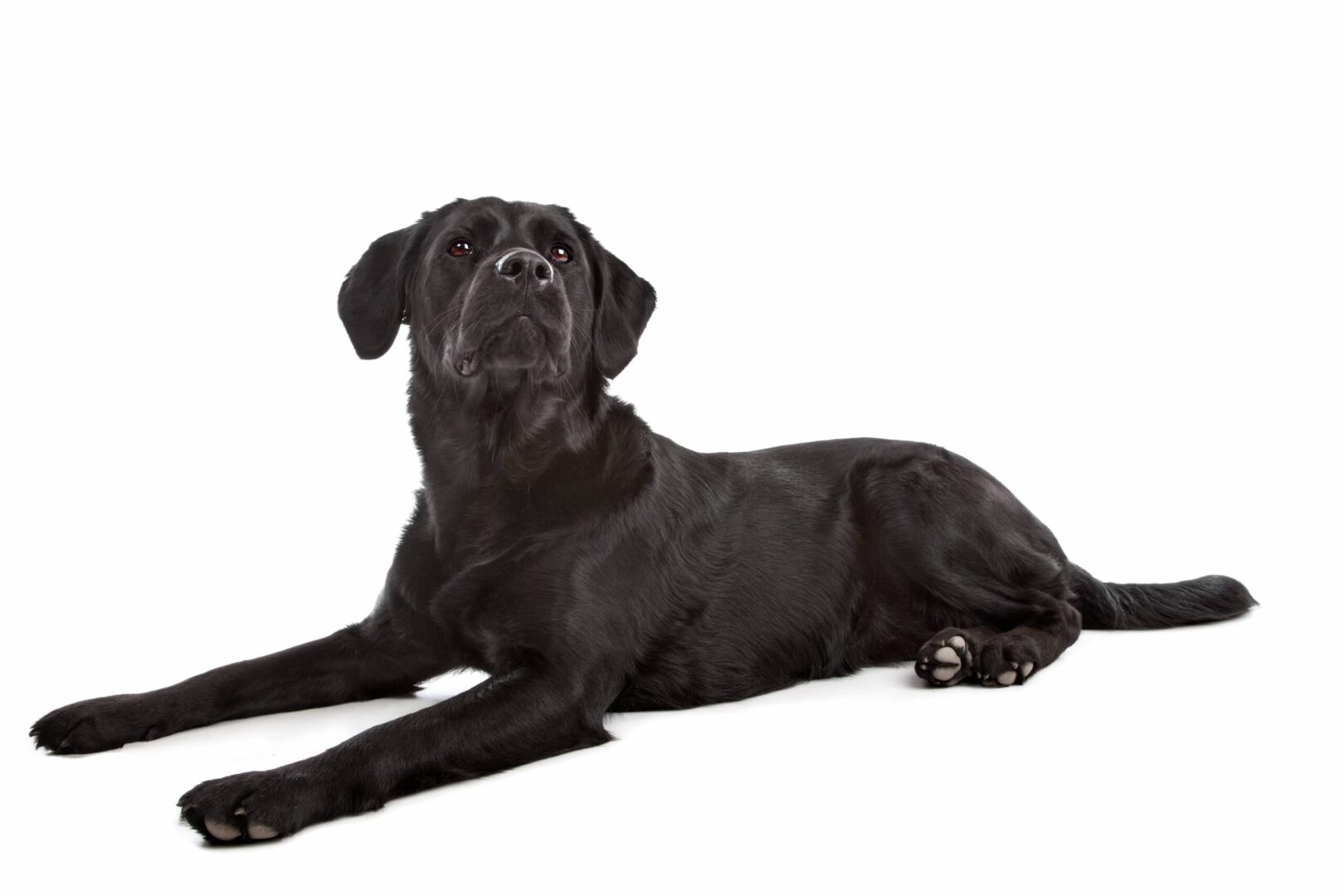 Flat-Coated Retriever