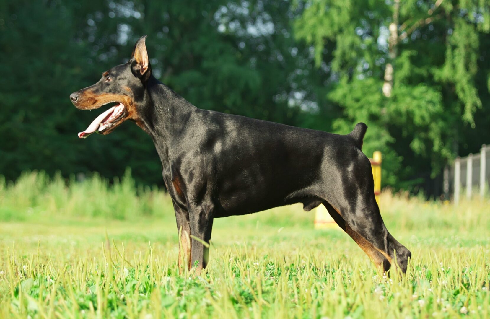 Doberman