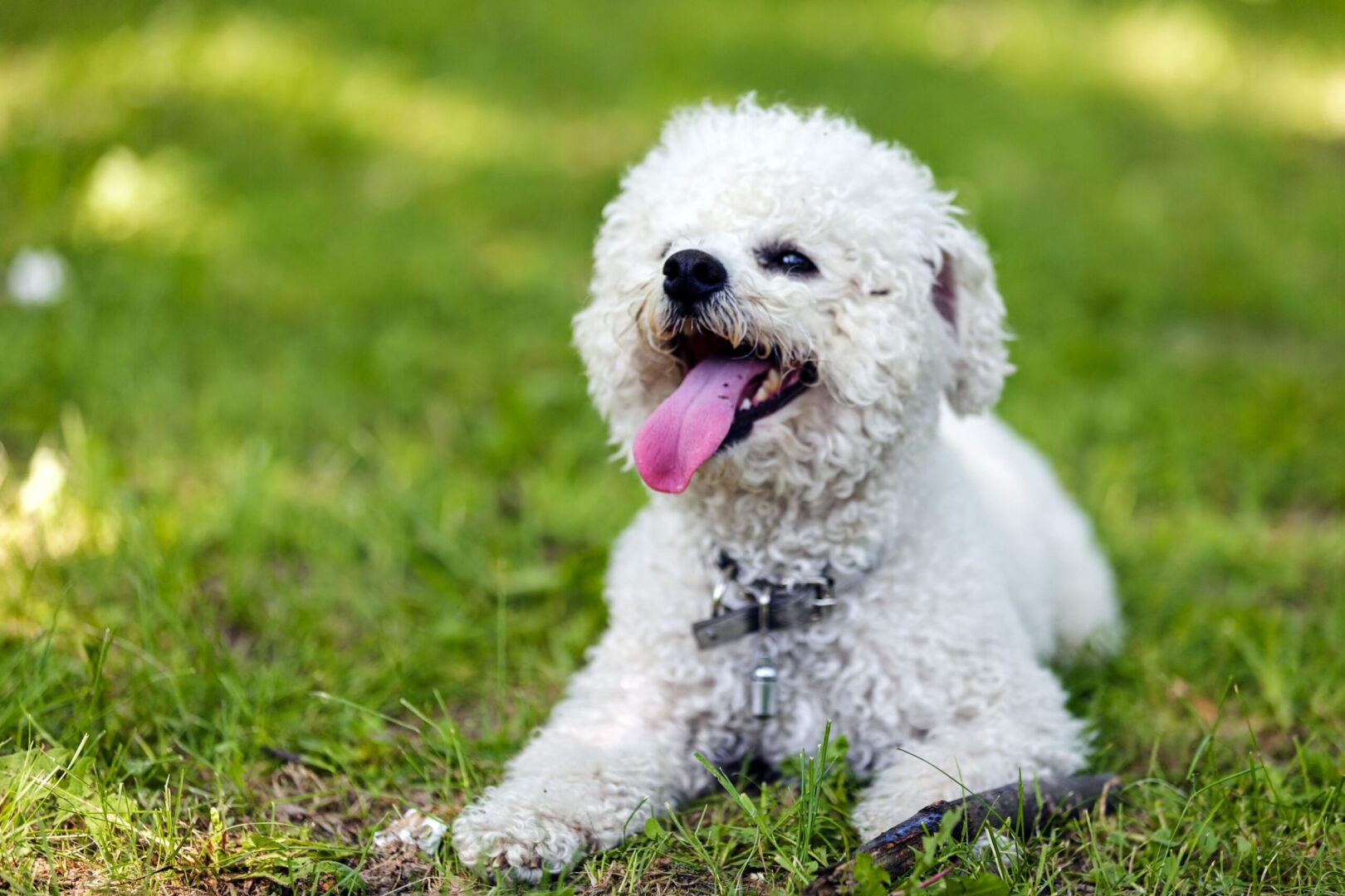 Bichon Frisé