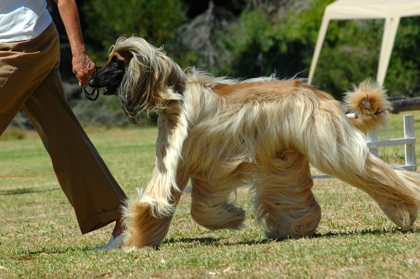 Afghan hounds