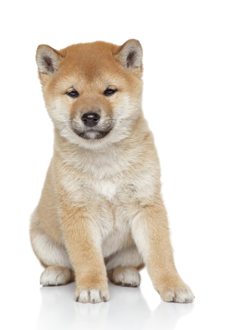 Shiba Inu