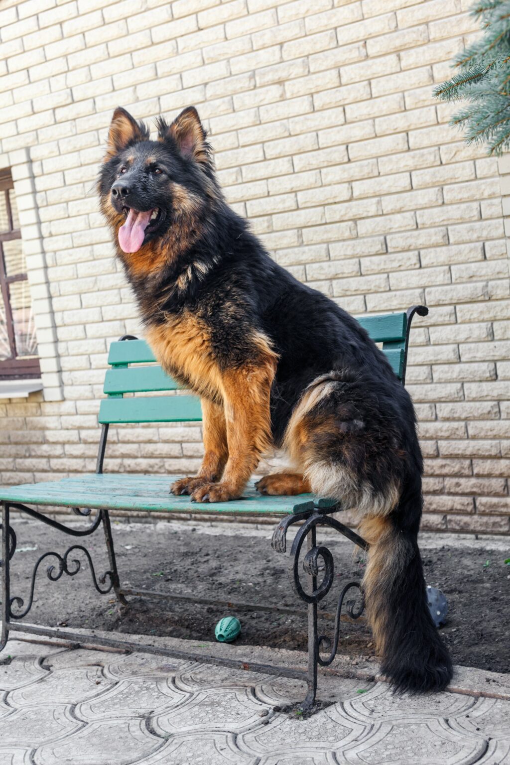 The Best GSD Short Coat vs. Long Coat (The Perfect One)