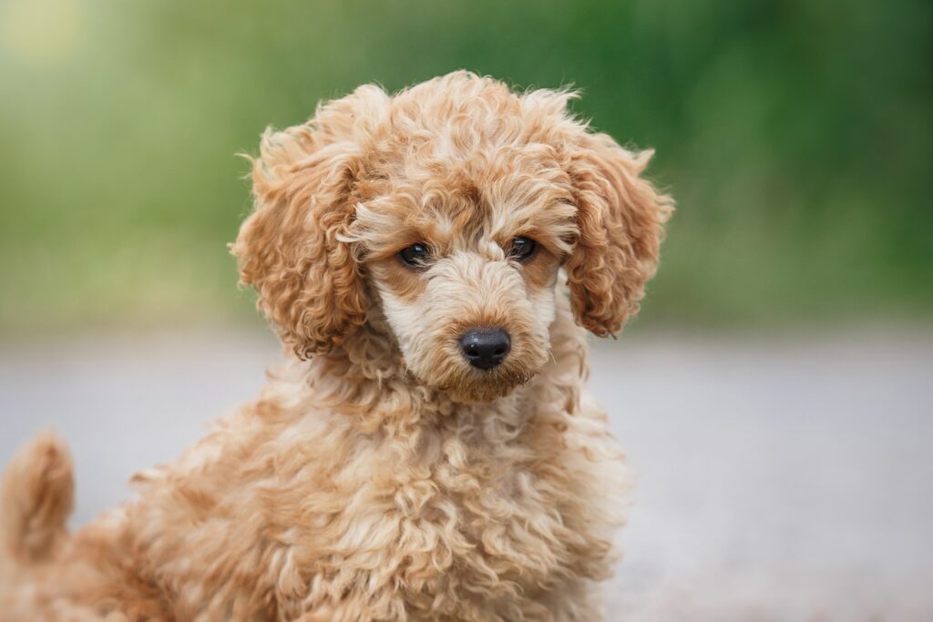 Toy Poodle Puppies: More Than Just Cuteness! - Simply For Dogs