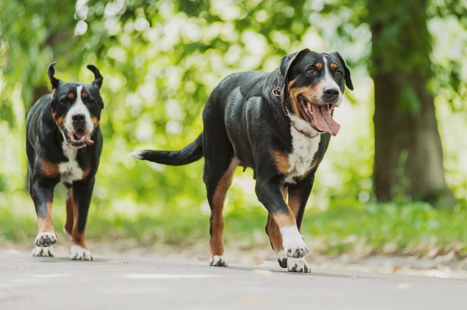 Greater Swiss Mountain Dog