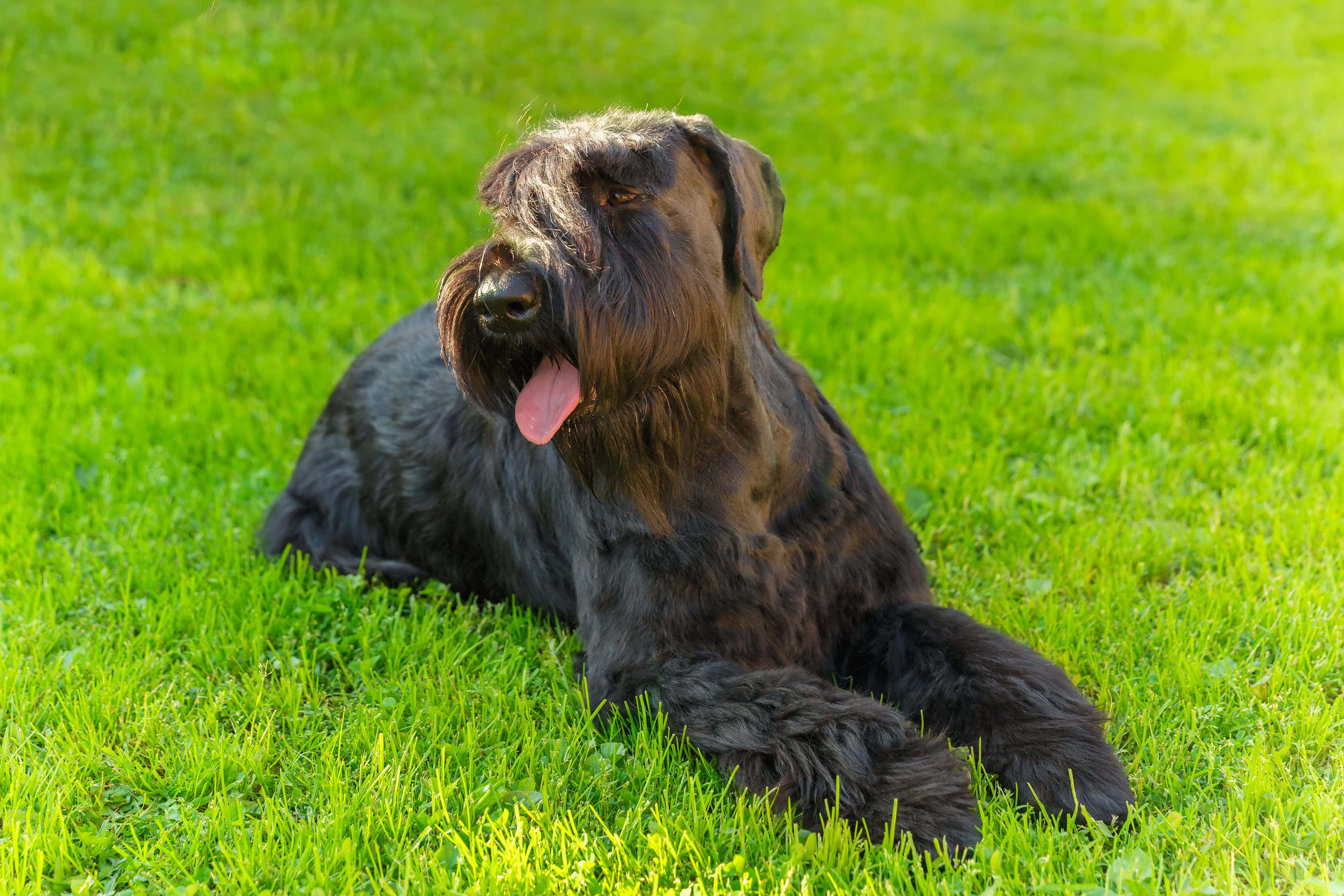 Giant Schnauzer