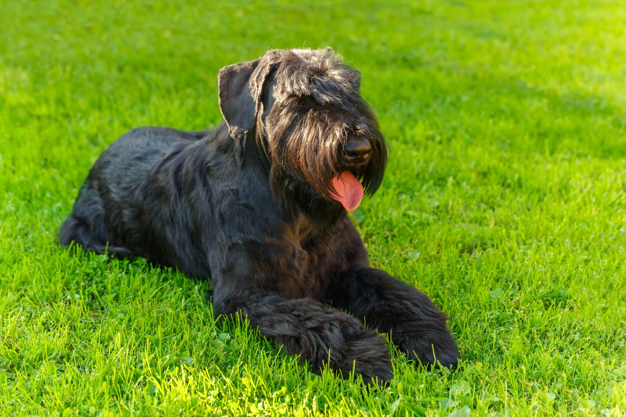 9 Dog Breeds That Will Guard Your Home (trust Worthy) - Simply For Dogs