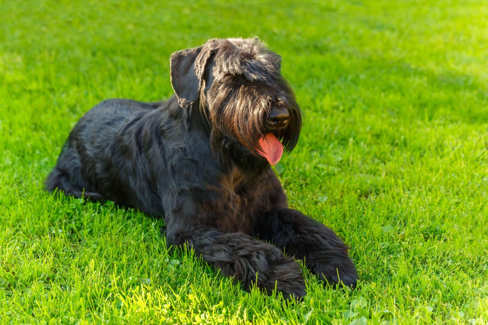 Giant Schnauzer