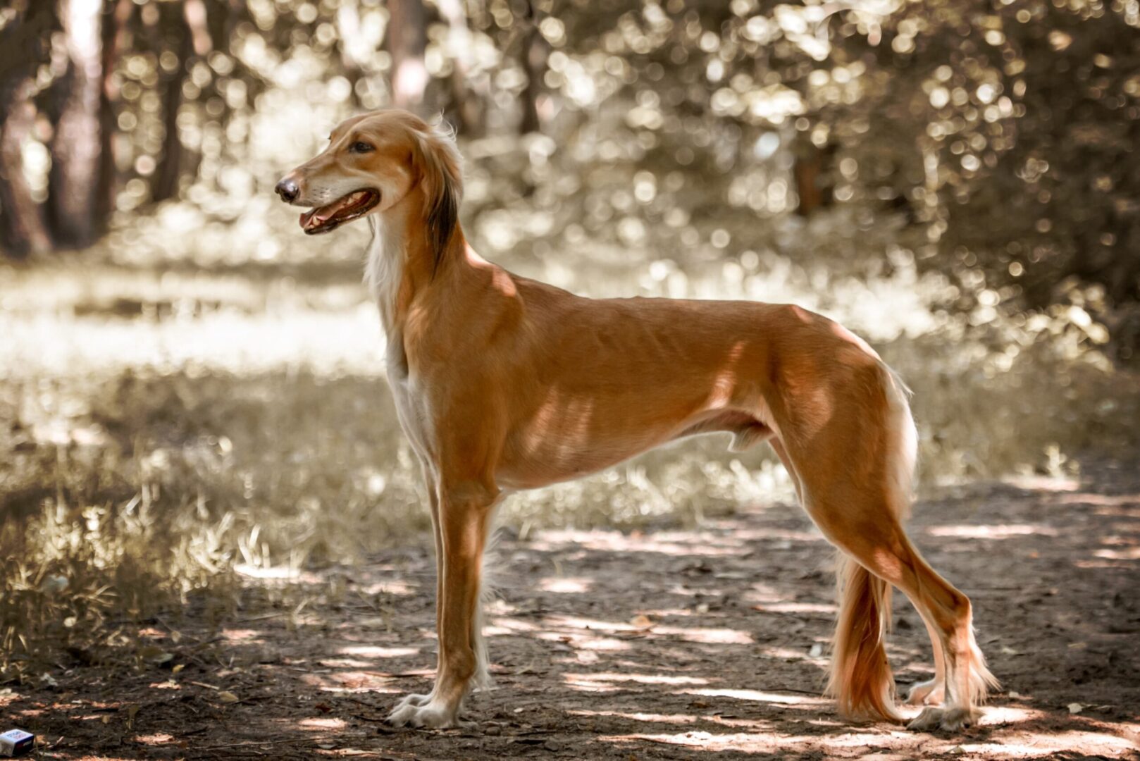 Saluki