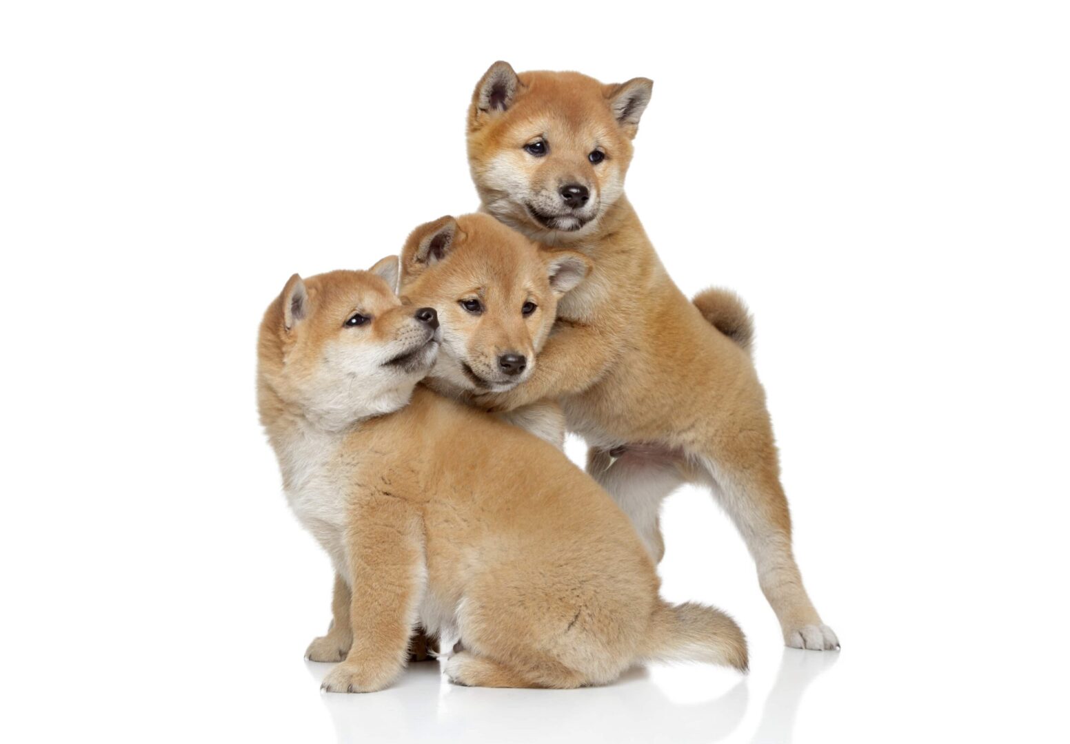 ShibaInu