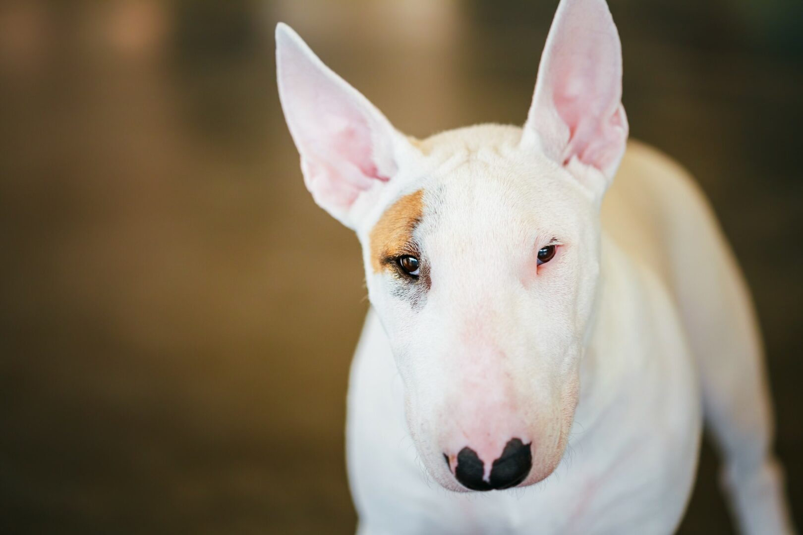 Bull Terrier