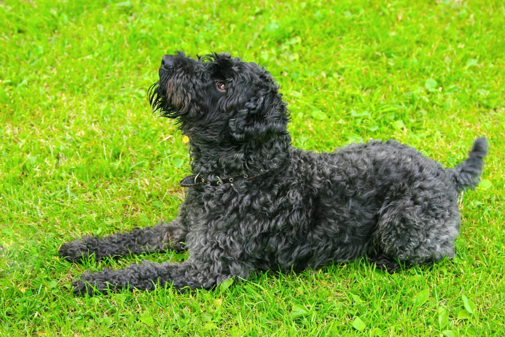 Kerry Blue Terrier