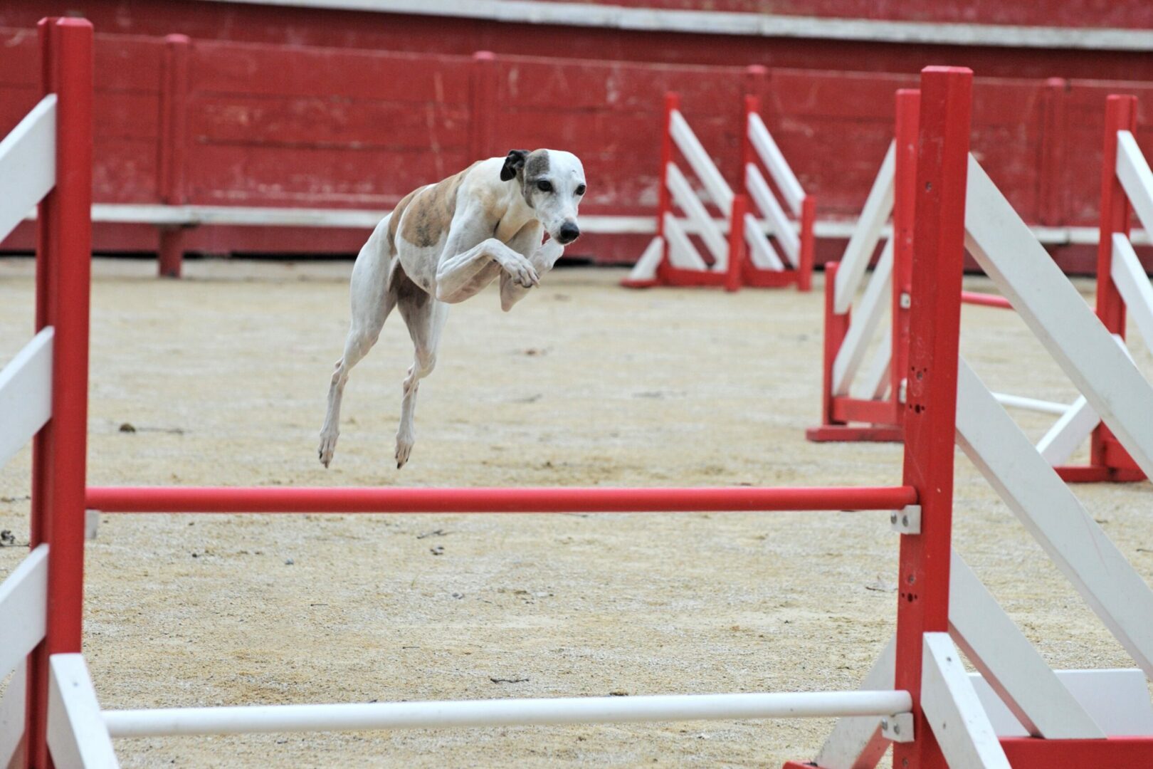 Greyhound