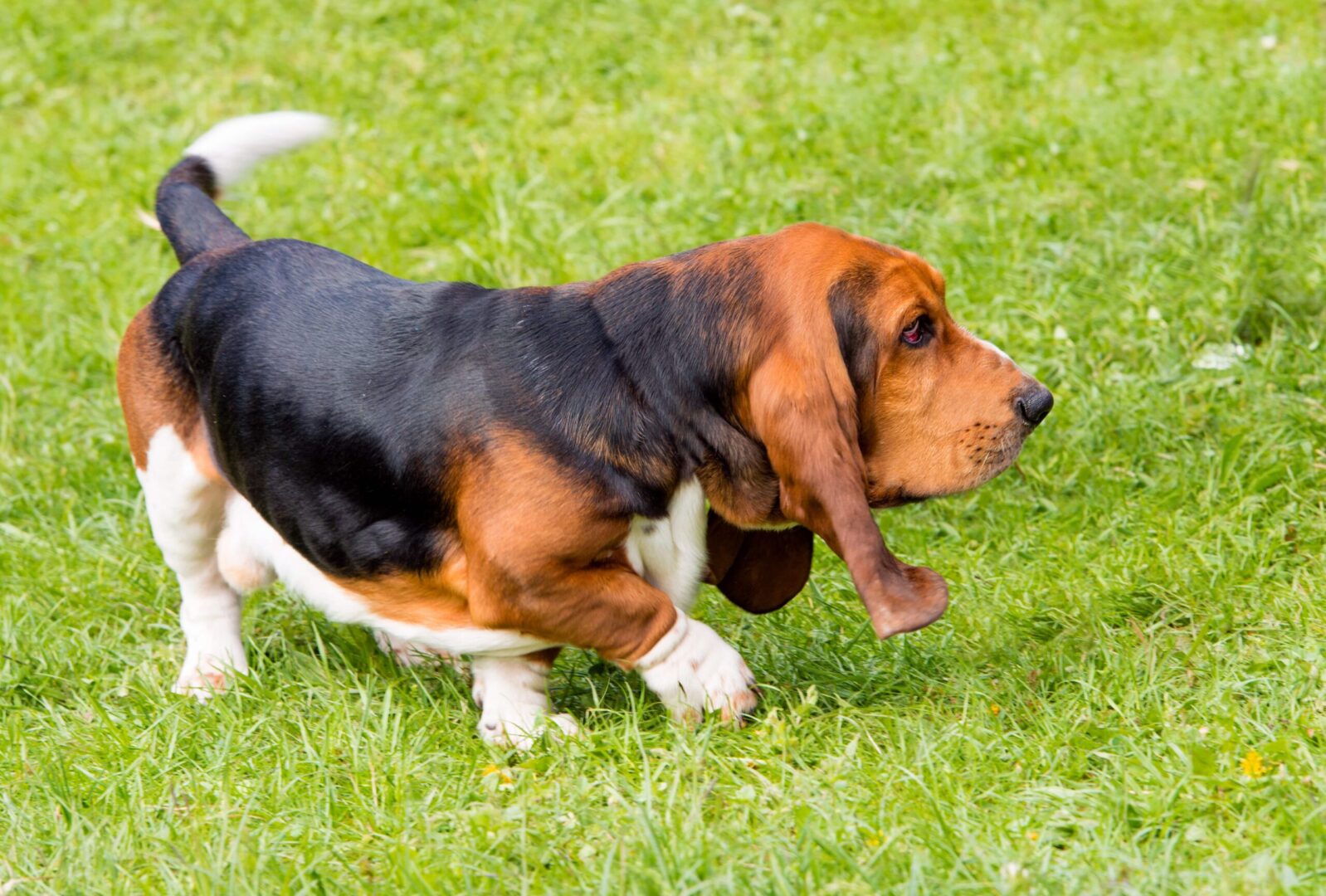 Basset Hounds