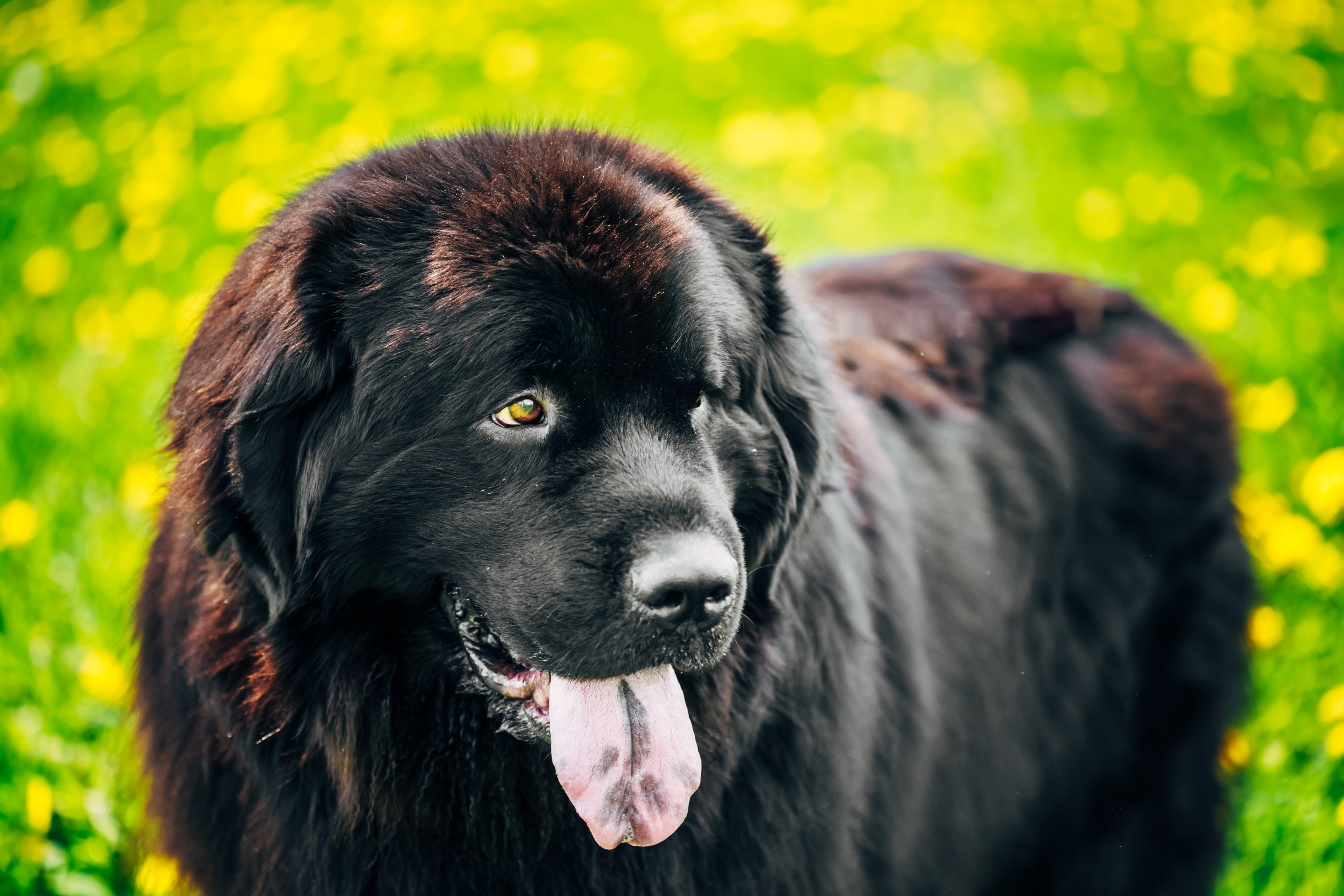 Newfoundland