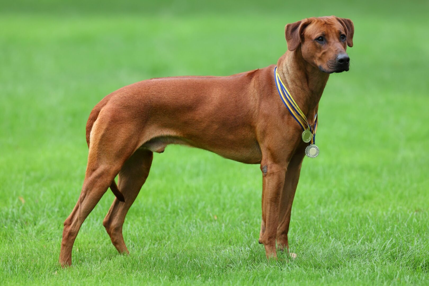 Rhodesian Ridgeback