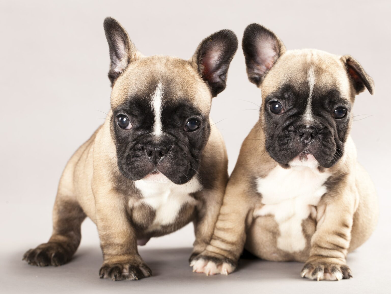 7-fun-facts-about-french-bulldogs-detailed-information-simply-for-dogs