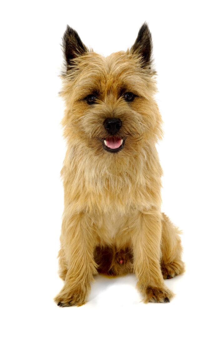 Cairn Terrier