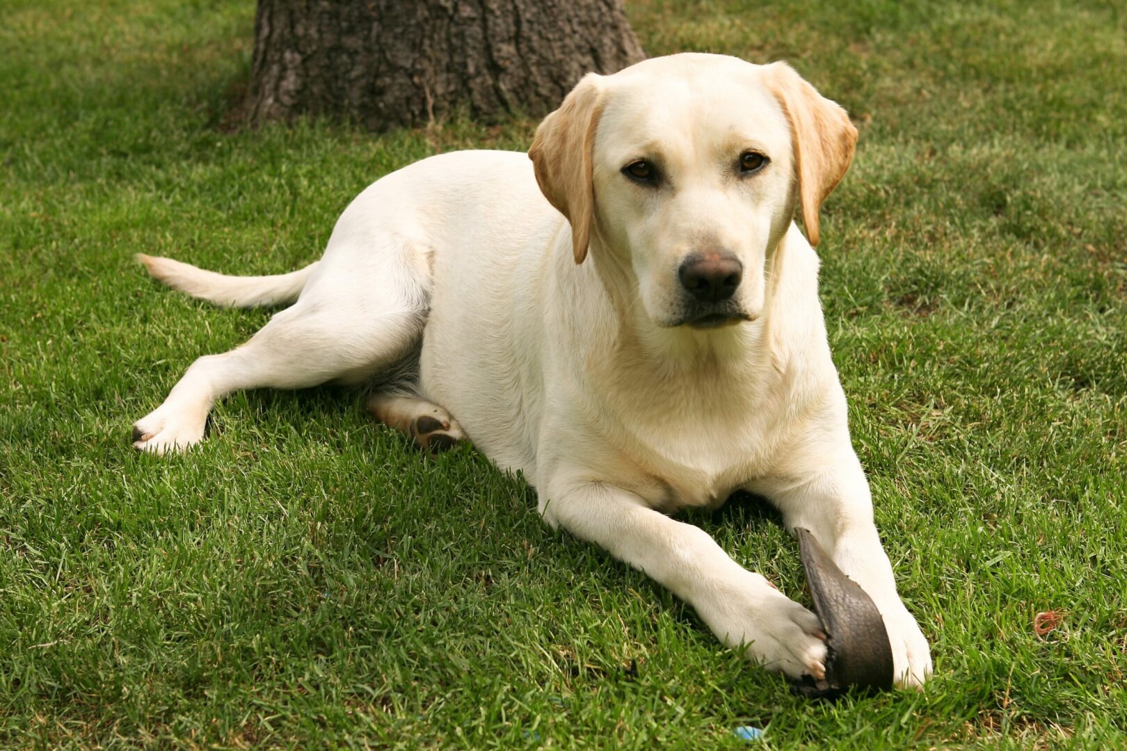 Labrador Retriever