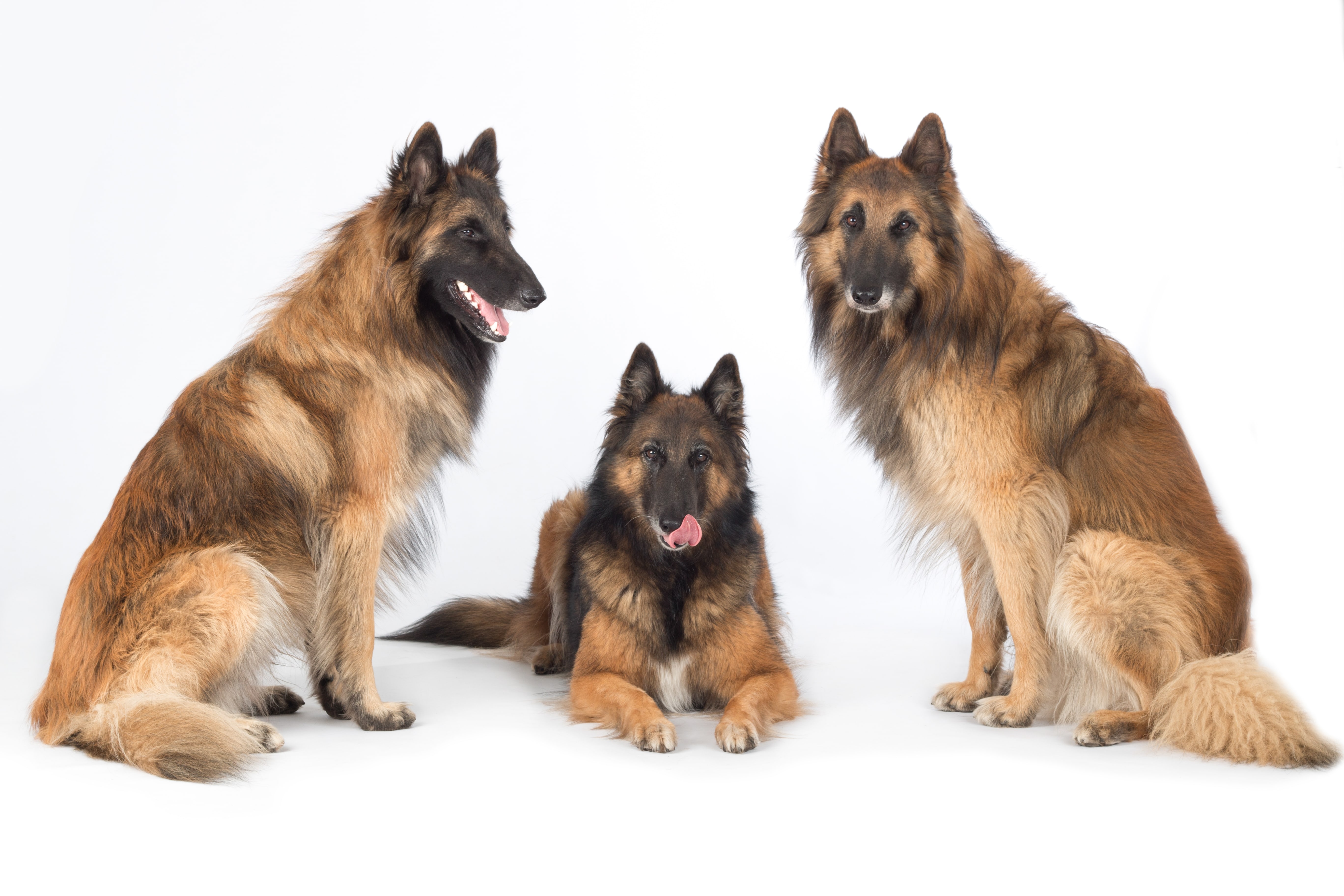 Belgian Tervuren