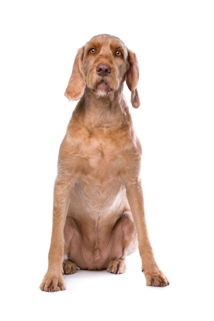 Wirehaired Vizsla