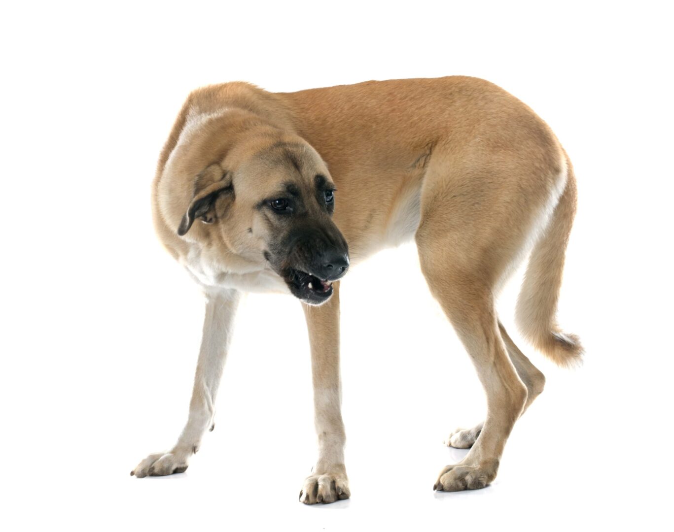 Anatolian Shepherd Dog