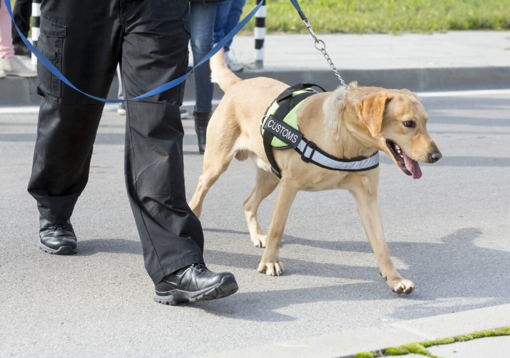 What Do the Pros Look for in Security Dogs? (Video) Simply For Dogs