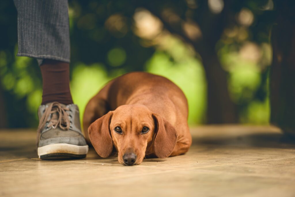 7 Tips for Adopting a Special Needs Dog Simply For Dogs